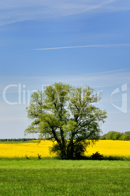 Baum vor dem Rapsfeld