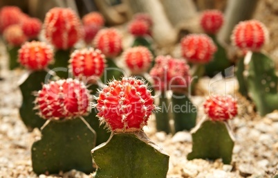 Cactus. Gymnocalycium michanovichii var. rubra