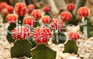 Cactus. Gymnocalycium michanovichii var. rubra