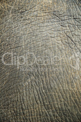 Abstract texture from an elephant skin