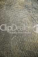 Abstract texture from an elephant skin