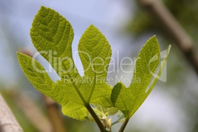 Fig-leaf