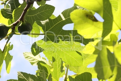 Fig-leaves