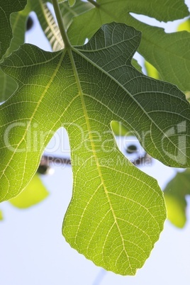 Fig-leaf