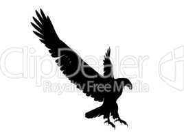 Eagle Silhouette