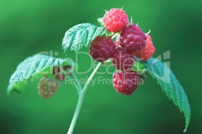 Raspberries