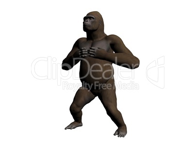 Gorilla Gorilla