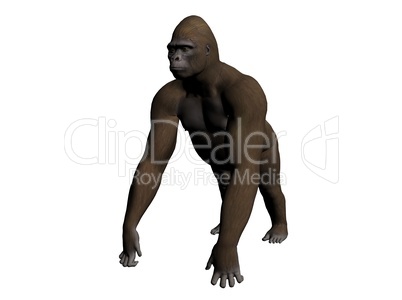 Gorilla