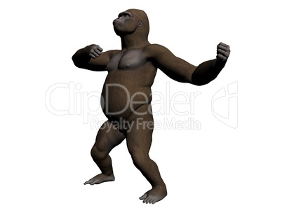 Gorilla Gorilla
