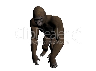 Gorilla Gorilla