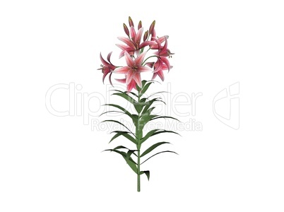 Asiatic Lily