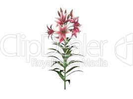 Asiatic Lily