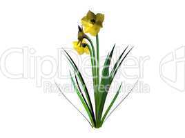 Daffodil