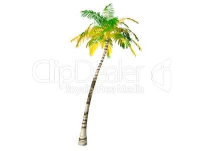 Palm Tree