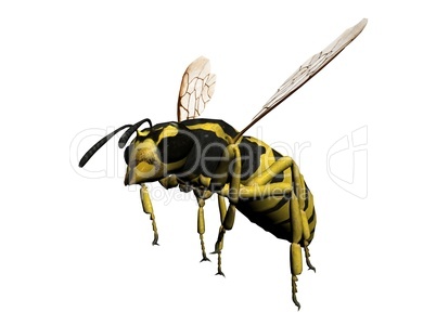 Wasp