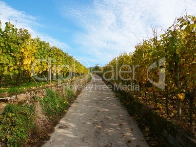 Vineyard