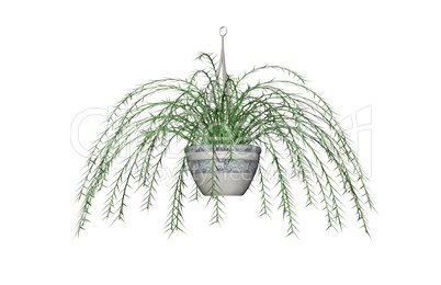 Asparagus Fern, Hanging Plant Asparagus Fern, Hanging Plant