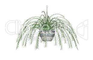 Asparagus Fern, Hanging Plant