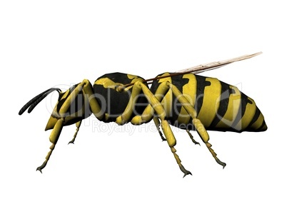 Wasp