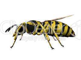 Wasp