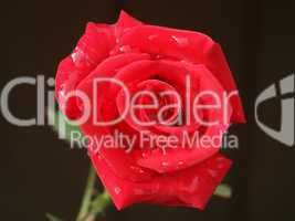 Red Rose