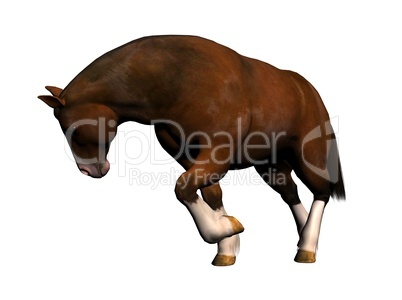 Horse