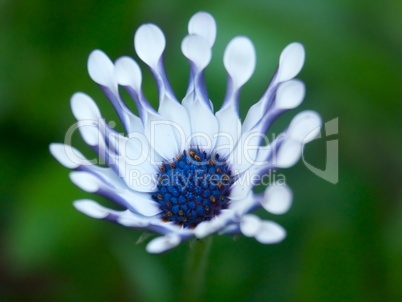 Blue flowers