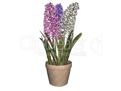 Hyacinth