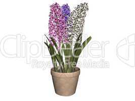 Hyacinth