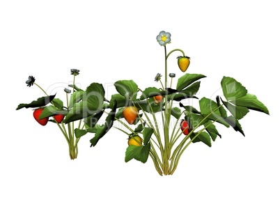 Illustration of a strawberry plant