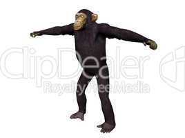 Chimpanzee