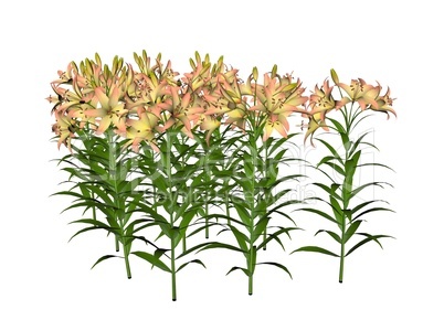 Asiatic Lily