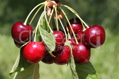 Cherries