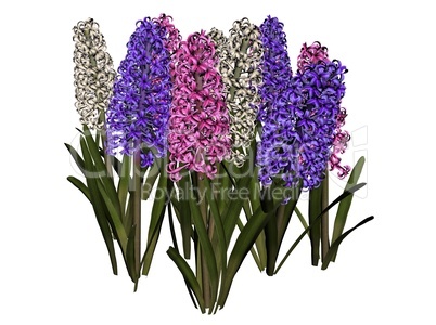 Hyacinth