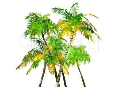 Palm Tree