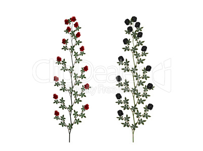 Red and black rose