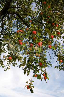 The bunch of apples