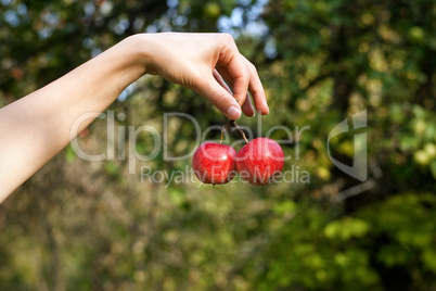 Hand with apples