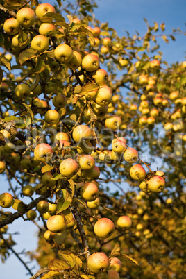 Abundant harvest of apples