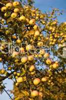 Abundant harvest of apples