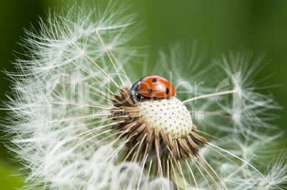 Ladybug on a dandelion