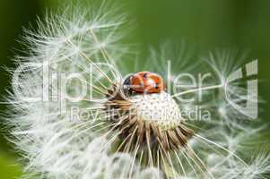 Ladybug on a dandelion