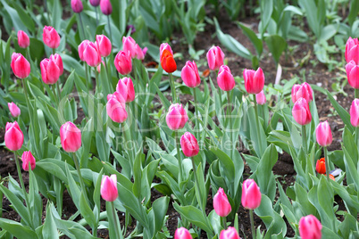 tulip at spring tulip at spring