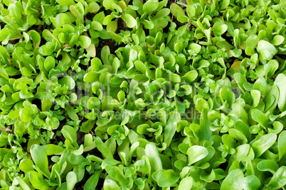 Green vegetation
