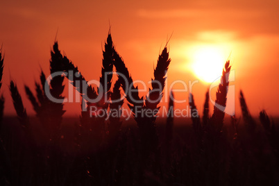 wheat at sunset