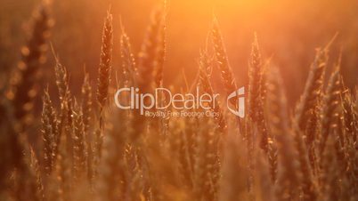 wheat at sunset