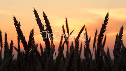 farmer at dusk inspects harvest.