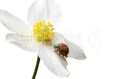 ladybug on flower