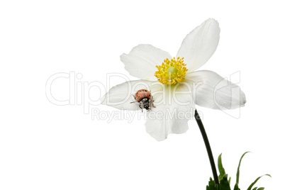 ladybug on flower