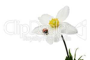 ladybug on flower